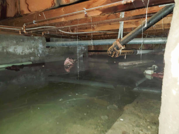 Best Flood restoration services  in Lebanon, KY
