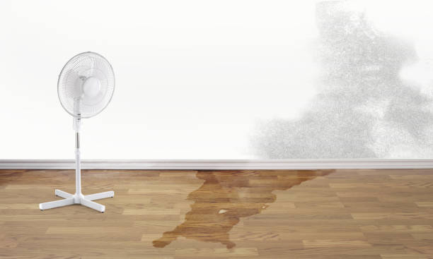 Best Carpet water damage restoration  in Lebanon, KY